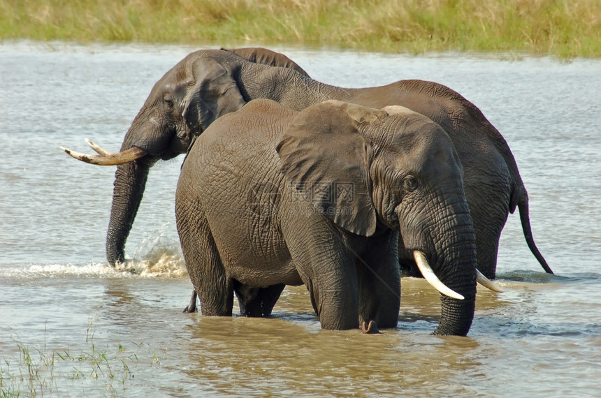 非洲大象树干尾巴獠牙力量动物植物群怪物野生动物荒野濒危图片