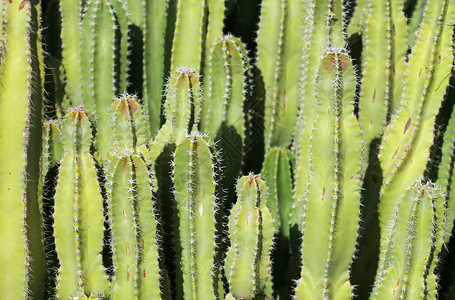 Cactus 工厂沙漠肉质生命花园花纹绿色干旱脊柱宏观荆棘背景图片