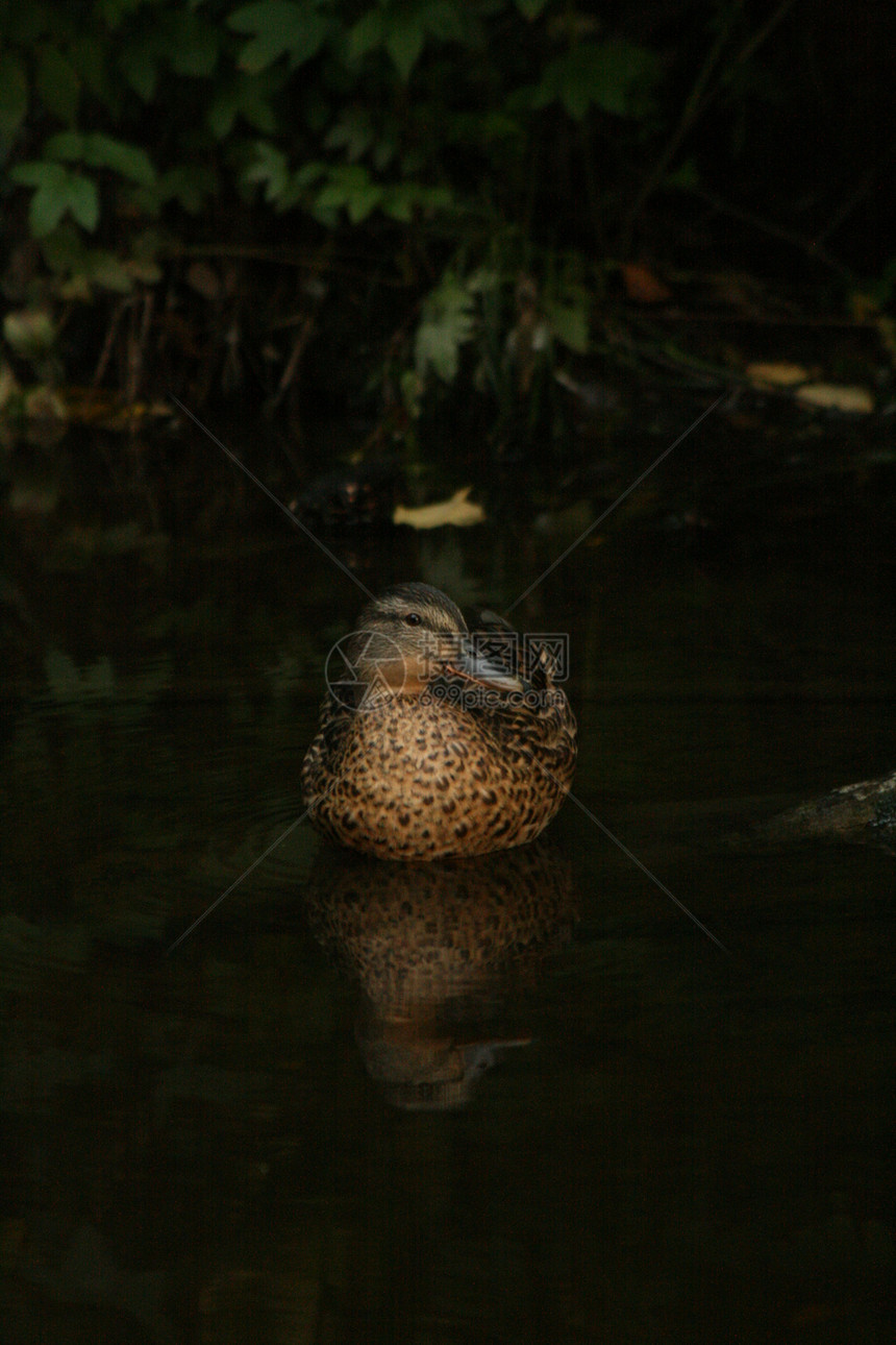 鸭子野生动物森林池塘图片