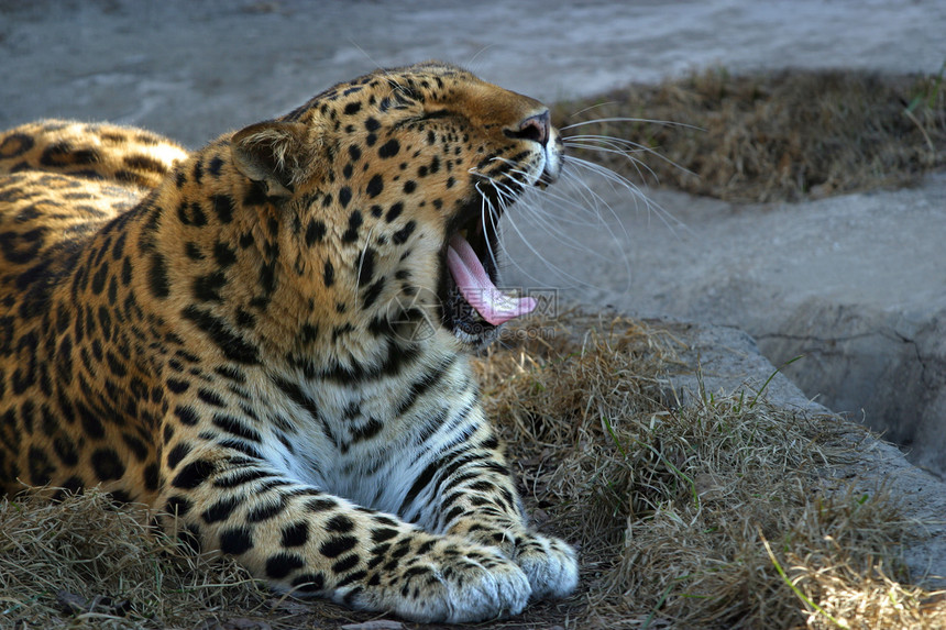 Yawning 豹图片