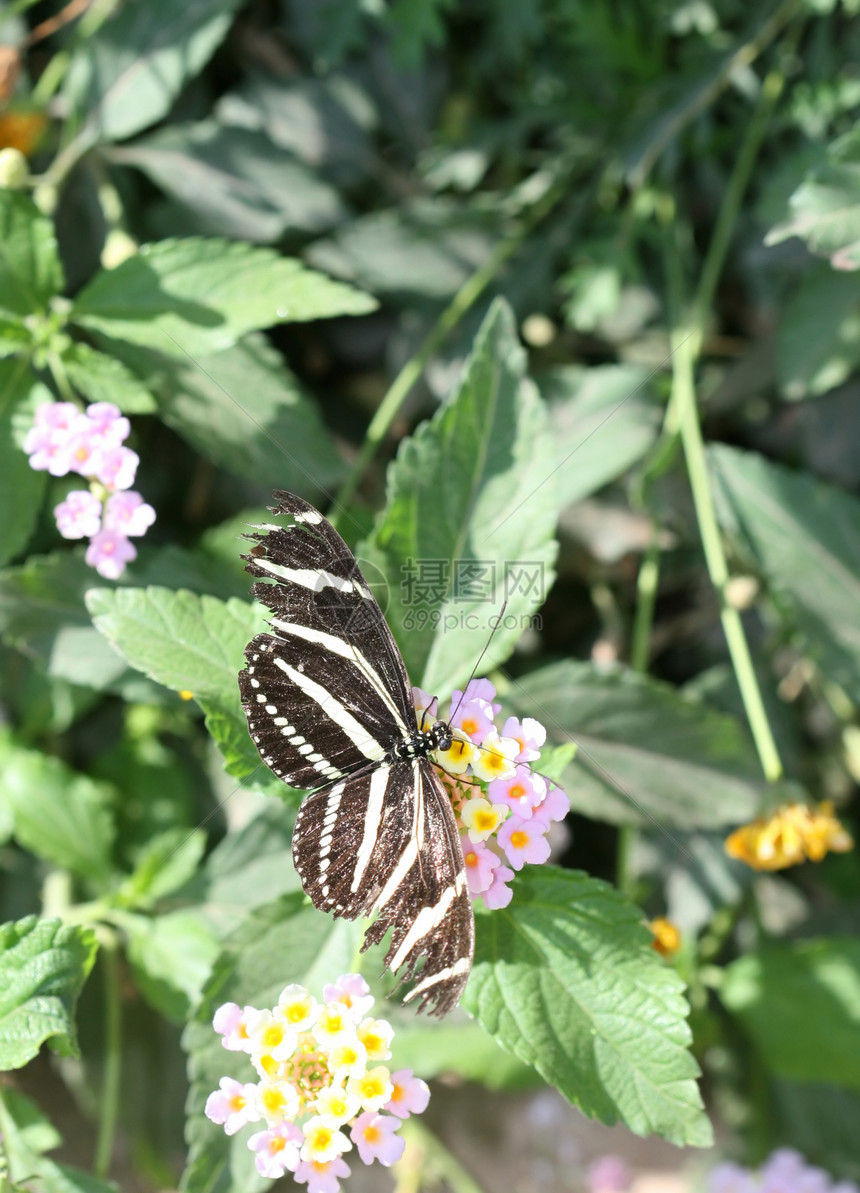 Zebra 长翼蝴蝶翅膀鳞翅目昆虫园艺斑马花园快乐触角条纹螺旋图片