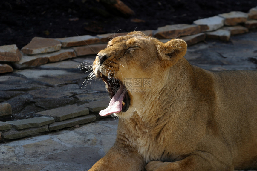 狮子座荒野豹属捕食者动物国王男性动物园食肉头发野生动物图片