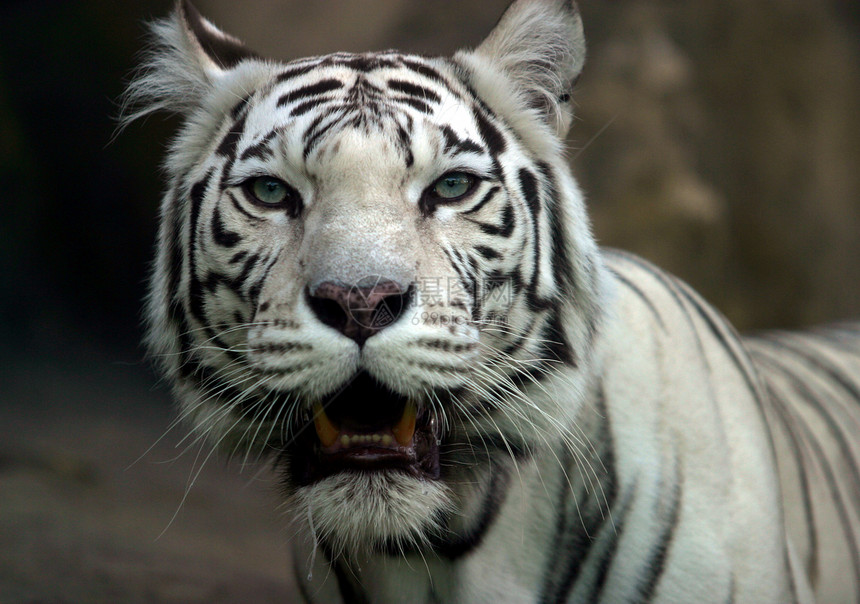 白老虎岩石牙齿野生动物动物园条纹丛林老虎荒野动物石头图片