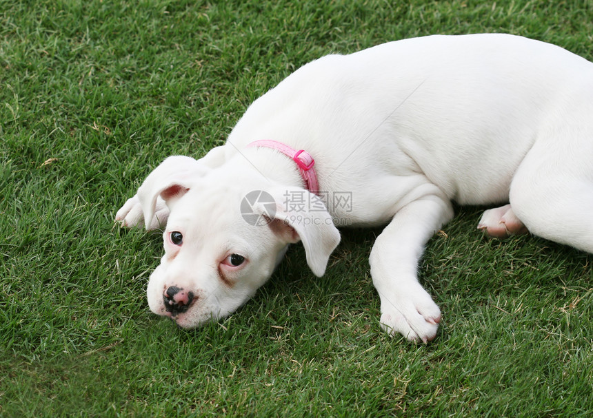 狗在草地上眼睛绿色毛皮白色宠物主题家畜爪子动物行为图片