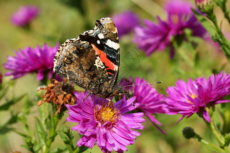 蝴蝶花园昆虫翅膀背景图片