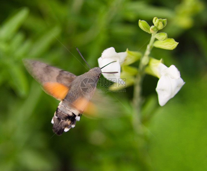 蜂鸟飞蛾野生动物植物群速度漏洞植物学动物蝴蝶植物花粉翅膀图片