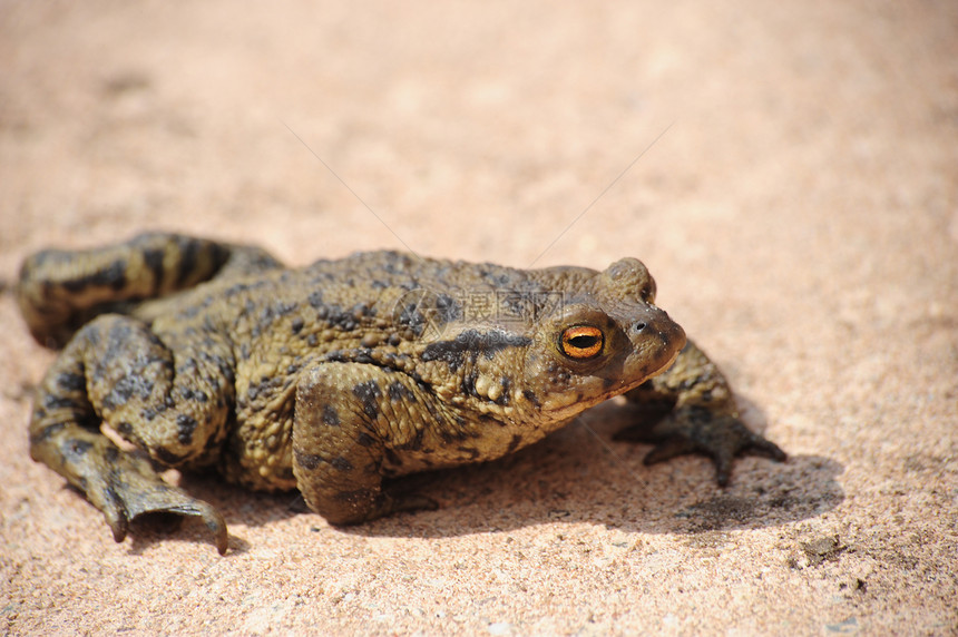 青蛙爬虫野生动物蟾蜍小路生态宏观眼睛焦点动物选择性图片