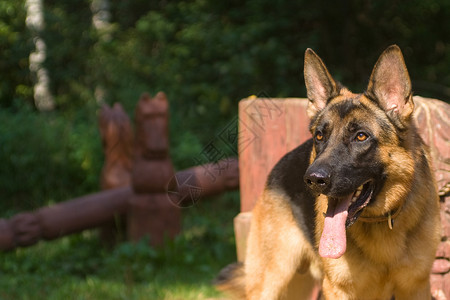 狗嘴套德国牧羊人牙齿乐趣舌头耳朵注意力猎犬动物头发羊犬衣领背景