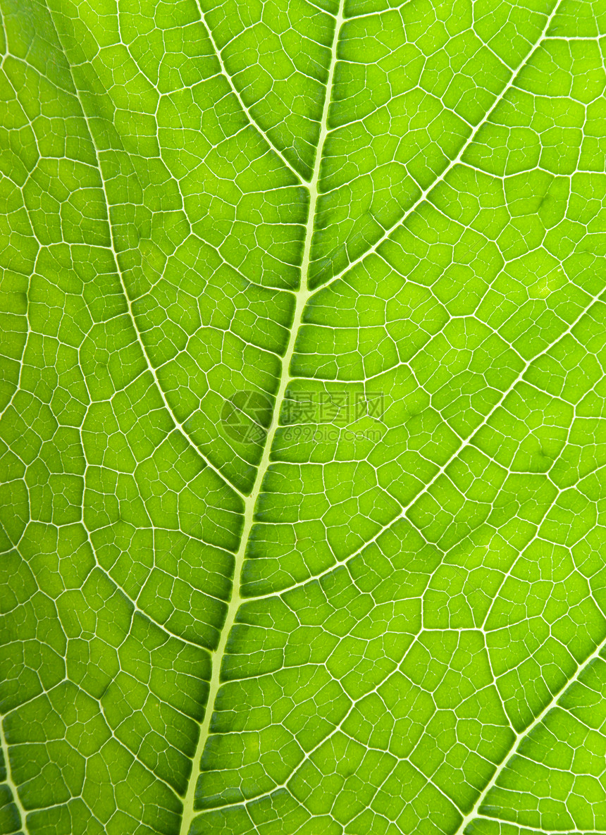 绿叶的纹理花园宏观波纹植物绿色草本植物叶子生长生活网格图片