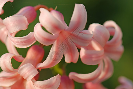 粉粉百合植物环境宏观晴天花园粉色季节植物群乡村花瓣图片