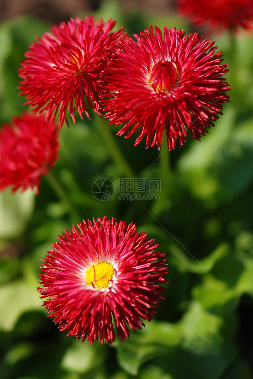 后代人花瓣农场植物粉色季节雏菊花园绿色晴天环境图片