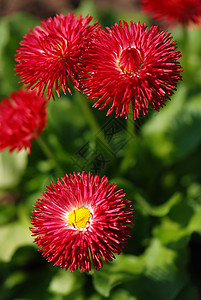 后代人花瓣农场植物粉色季节雏菊花园绿色晴天环境图片