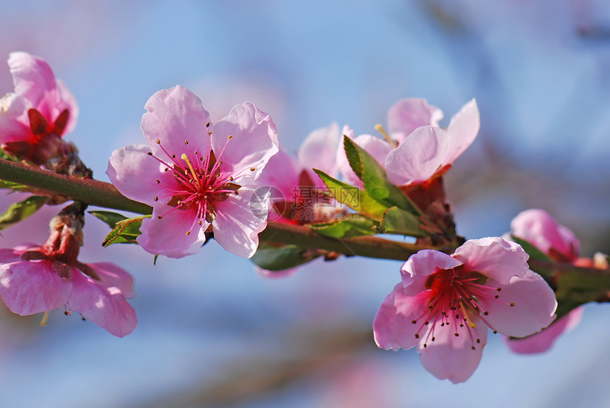 花朵盛开的樱桃树花天空果园美丽晴天农场蓝色花瓣紫色植物过敏图片