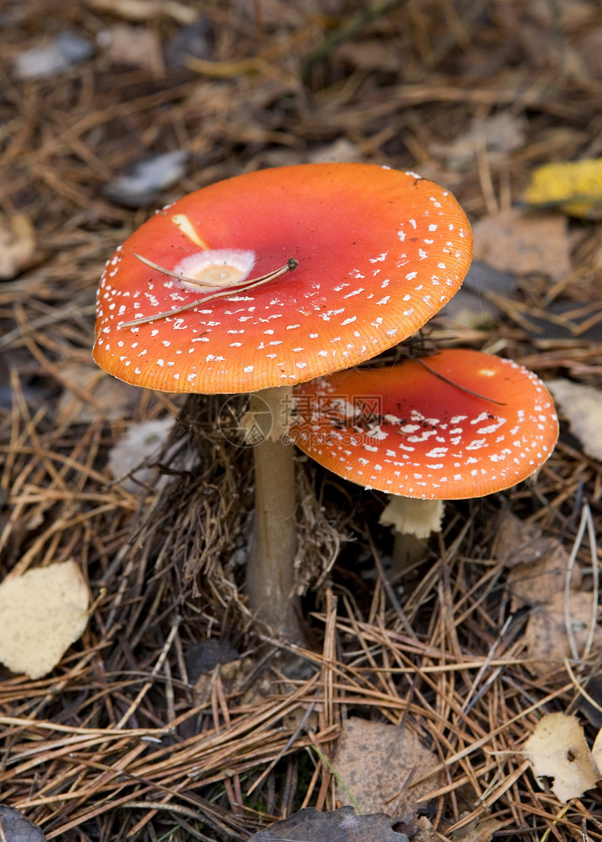 蘑菇森林物质植物孢子苔藓生长叶子植物学食物宏观图片