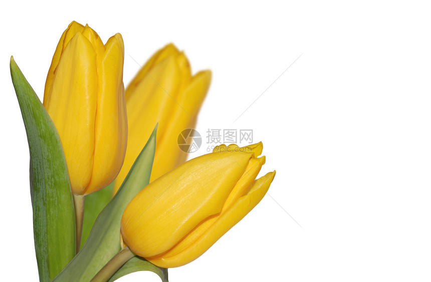 黄色郁金香花朵框架个性活力园艺美丽花园灯泡边界季节性图片