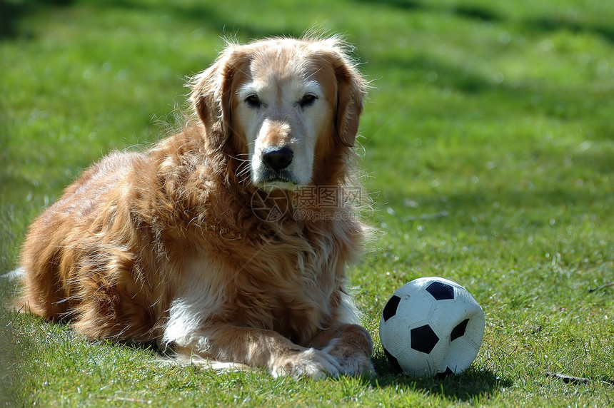 黄金寻金足球动物犬类猎犬小狗图片