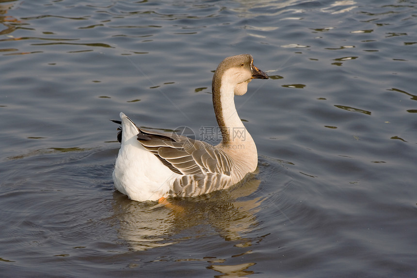 灰鹅家禽游泳反射野生动物荒野翅膀波纹池塘羽毛灰色图片