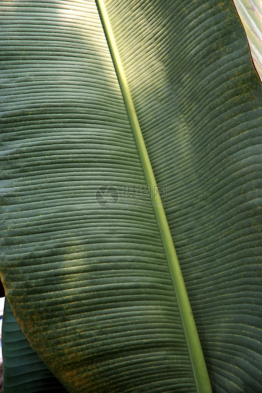 棕榈叶棕榈树叶叶子植物热带绿色图片