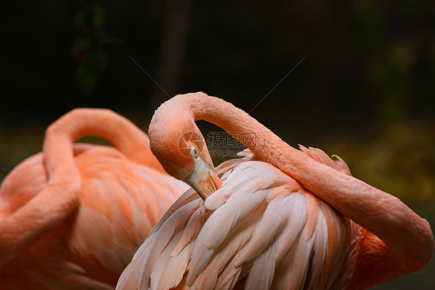 火烈哥鸟类玫瑰翅膀脖子动物群野生动物假期白色羽毛热带图片