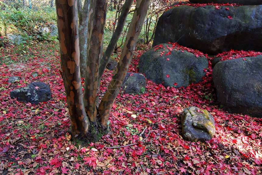 秋季性质森林红色叶子荒野树干黑色季节日光岩石石头图片