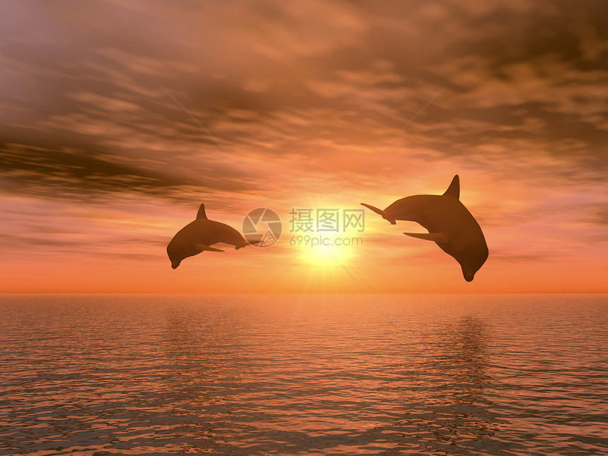 两只海豚鼻子哺乳动物力量海景潜水游泳自由运动生活海洋图片