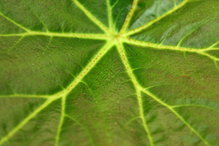Gynura 叶叶背景图片