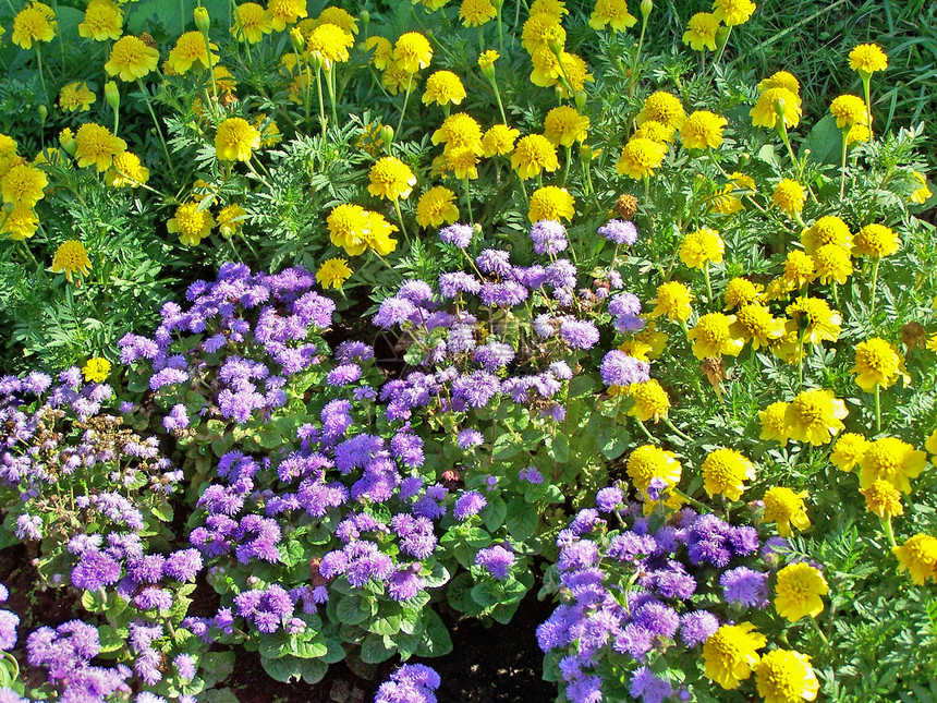 紫和黄色季节植物植物群晴天紫色地毯绿色花坛图片