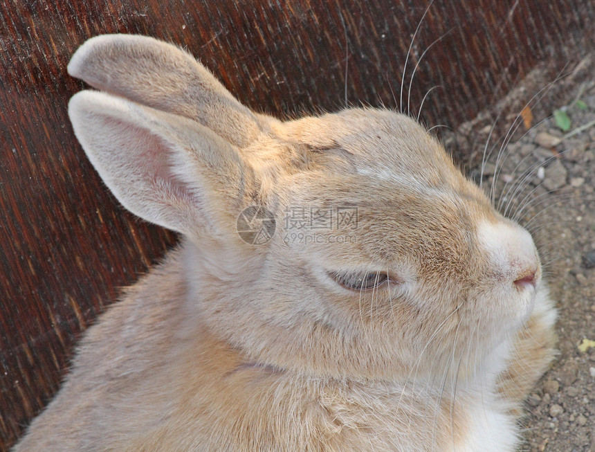 兔子兔动物动物群宠物灰色毛皮农场乡村羊毛棕色耳朵图片
