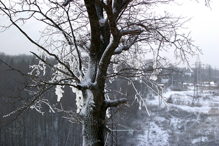 雪中树木风暴村庄太阳毯子季节孤独雪景树叶海岸暴风雪背景图片