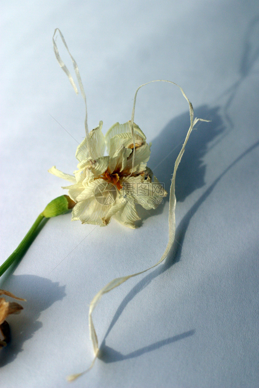 战效蓝色季节阴影季节性水仙绿色花园自恋宏观黄色图片