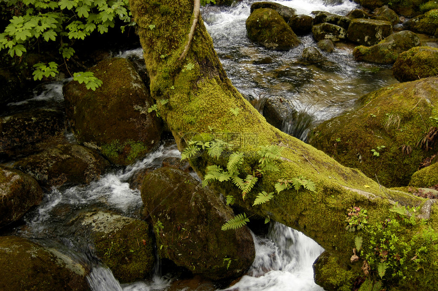 河流岩石瀑布风景苔藓植物荒野绿色流动石头溪流图片