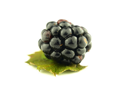 黑莓非常接近浆果黑色水果荆棘甜点食物森林蓝色饮食背景图片