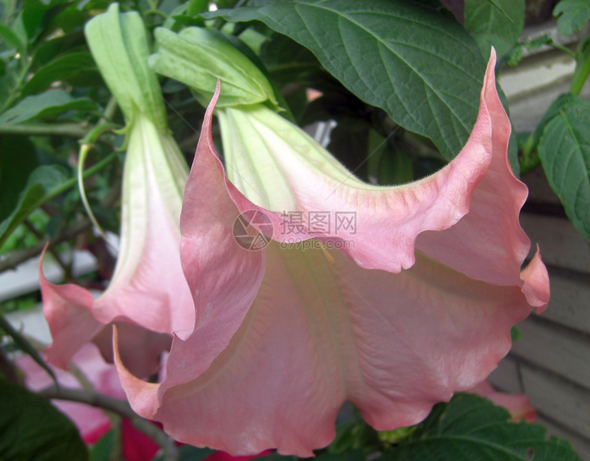 天使的号角叶子喇叭小号花园植物群热带香味花瓣玫瑰粉色图片