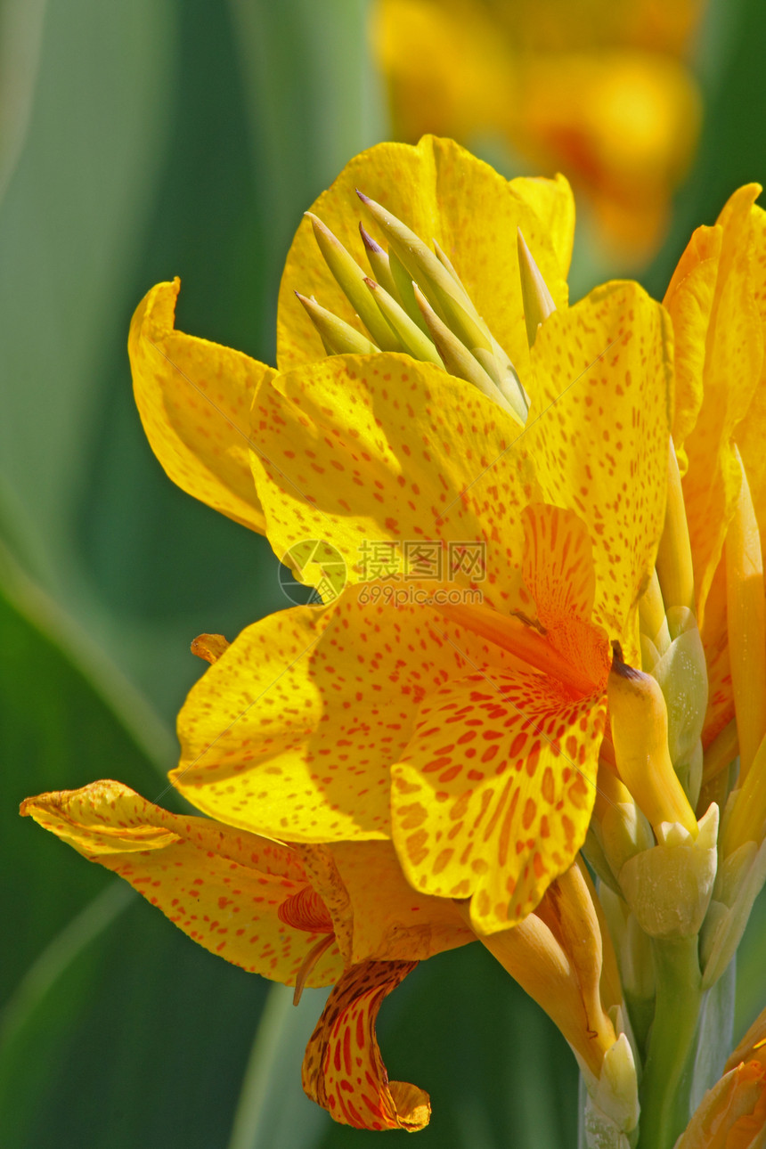 黄色李季节性花园宏观晴天植物群灯泡花瓣条纹红色绿色图片