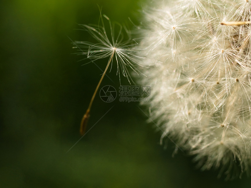 Dandelion 宏植物群农业宏观植物环境种子天堂花园杂草图片