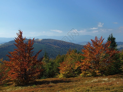 山中秋蓝色季节性季节红色背景图片