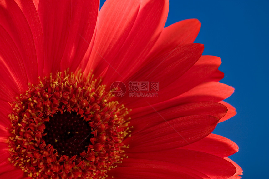 黛西红色花园雏菊园艺蓝色格柏季节植物宏观图片