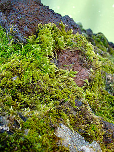 单位数绿色苔藓植物背景图片