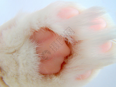 猫爪脚趾毛皮白色粉色背景图片