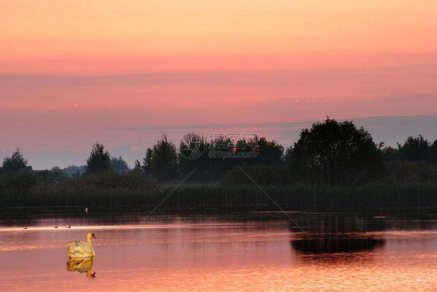在湖边的黄昏紫色日落游泳蓝色池塘反射明信片季节天鹅镜子图片