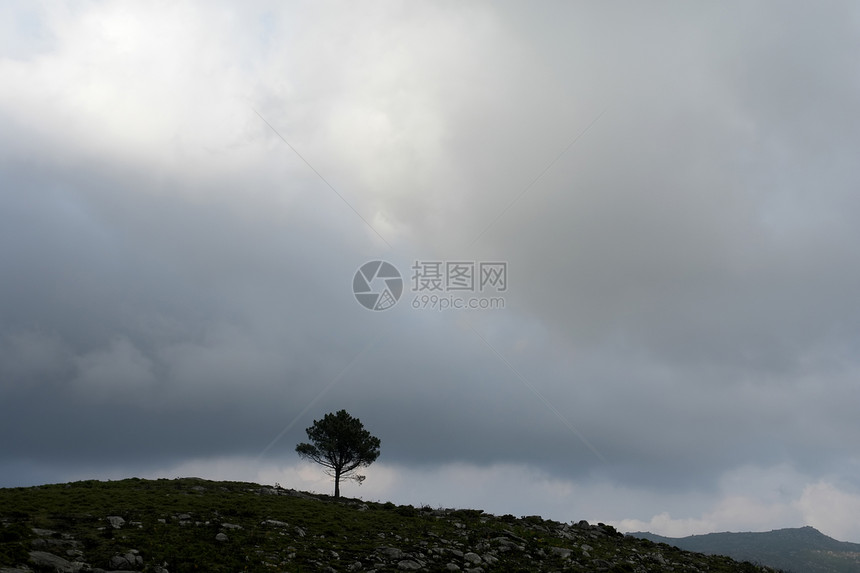 树生长农村孤独自由乡村国家天空天堂蓝色绿色图片