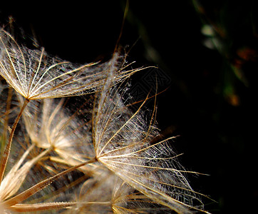 Dandelion 宏生活阳光植物植物学背景图片