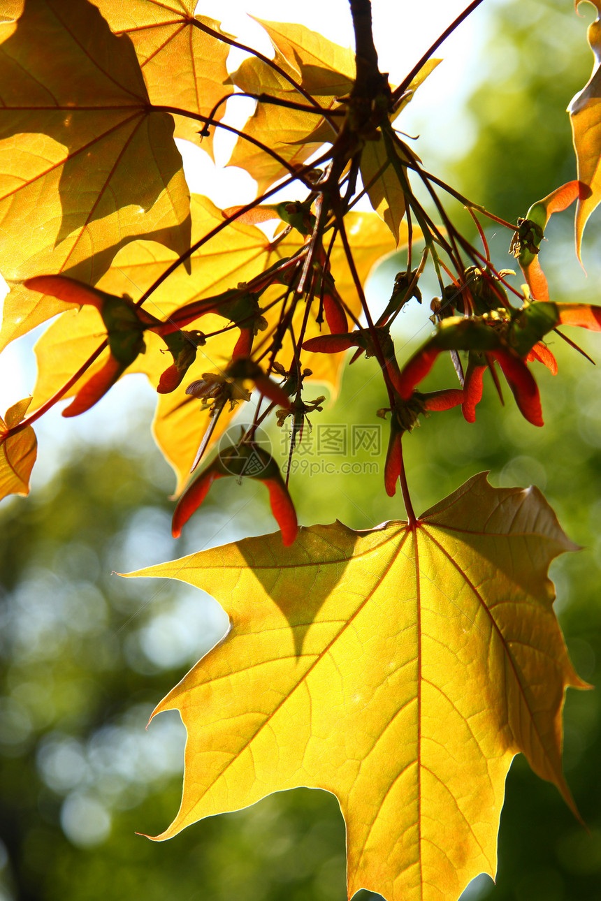 橙色秋秋叶宏观落叶橙子植物天气公园森林叶面季节叶子图片