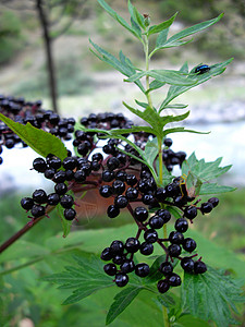 长莓植物时间黑色长老浆果背景图片