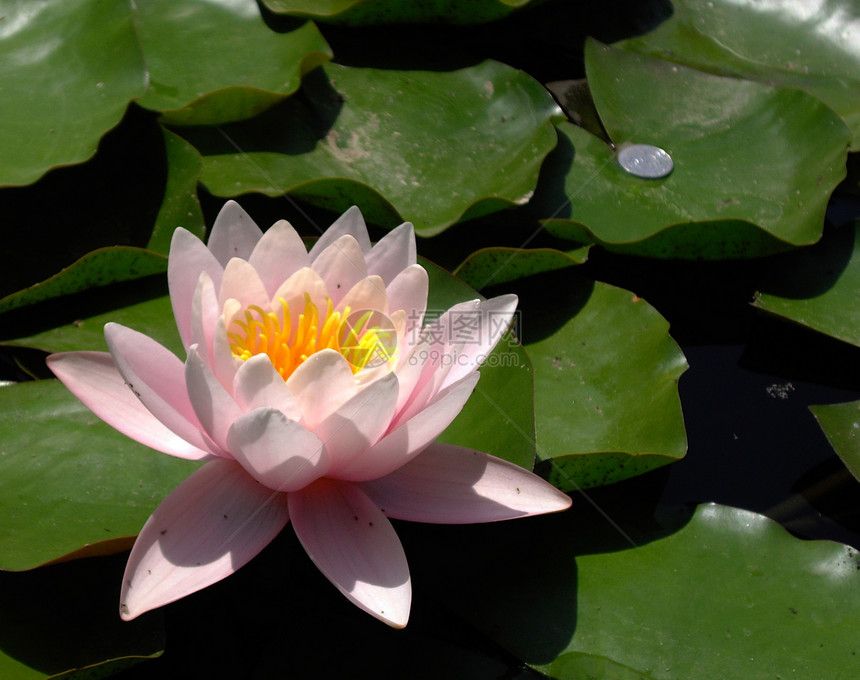 水百里植物绿色百合花瓣图片