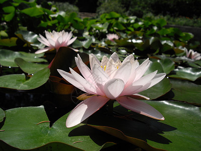 水百里花瓣植物绿色背景图片