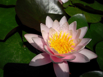 水百里绿色植物花瓣背景图片