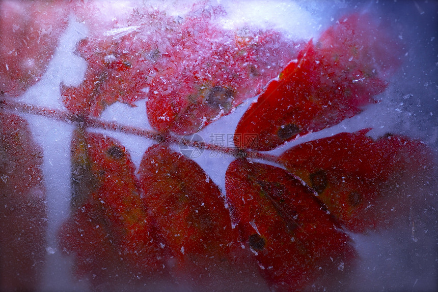 冷冻叶叶蓝色主持人生物学植物辉光宏观红色图片