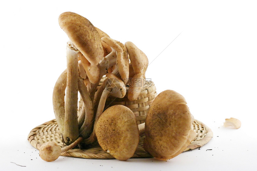 Agaric 蜂蜜蘑菇白色伞菌茶点蔬菜宏观季节食物黄色橙子棕色图片