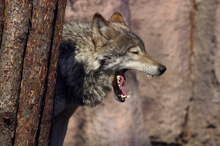 狼耳朵草原狼荒野捕食者针叶林鼻子耳朵眼睛爪子动物园毛皮哺乳动物背景